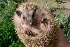 04-10-wohl-kein-einheimischer-Igel
