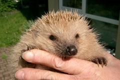 050423-Igel-06