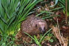 2007-Igel-natürlich_0002