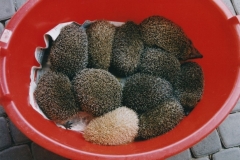 Farbenspiel-1-KB-Wanne-mit-süßen-Ostereiern