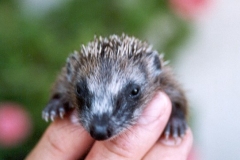 Igel-Sept-12-Schnitt