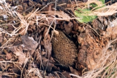 Igelnest
