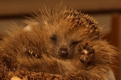 Extra Djego PC170420