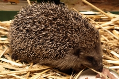 4  Dez Ausschnitt PC170449