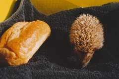 7 Brötchen 001