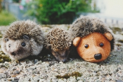 9 Sep Igel mit Freunden