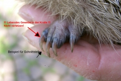 2-lebendes-Gewebe-in-den-Krallen-sichtbar_mitText