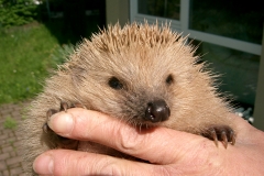 050423-Igel